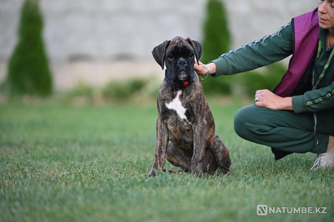 German Boxer, male, 3 months Sankt-Peterburg - photo 2