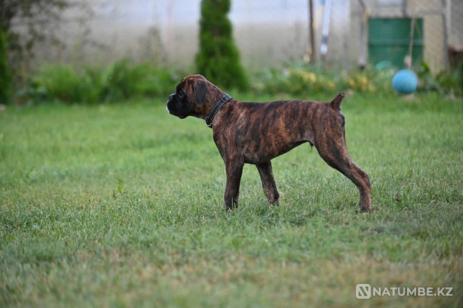 German Boxer, male, 3 months Sankt-Peterburg - photo 4