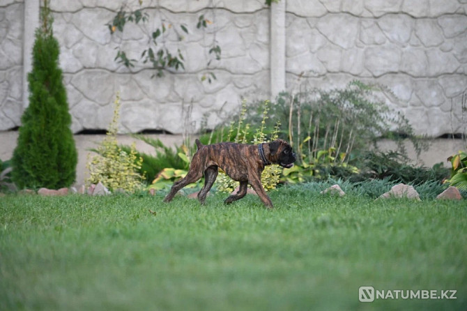 German Boxer, male, 3 months Sankt-Peterburg - photo 3