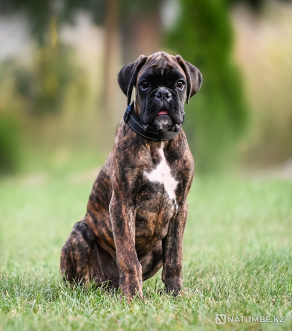 Немецкий боксер, мальчик, 3 месяца Санкт-Петербург - изображение 1