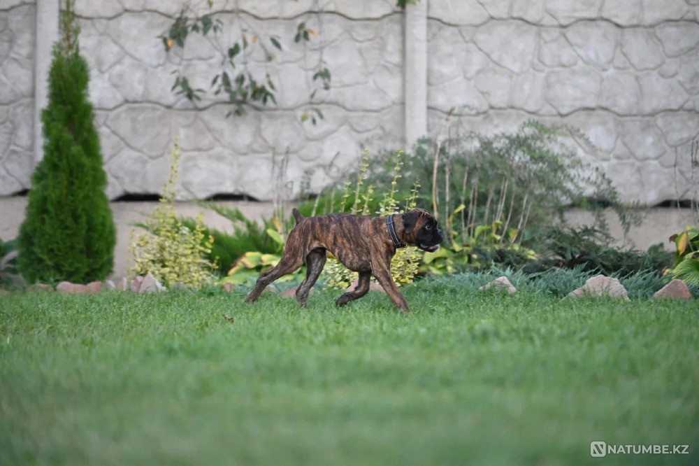 Немецкий боксер, мальчик, 3 месяца Санкт-Петербург - изображение 3
