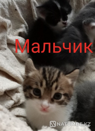 I will give kittens to good kind hands Almaty - photo 3