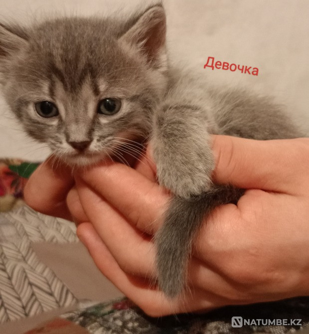 Отдам котят в хорошие добрие ручки Алматы - изображение 7