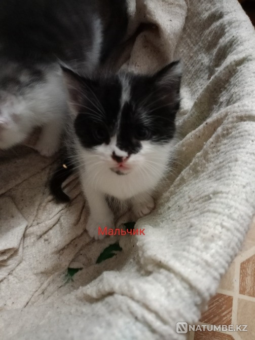 Отдам котят в хорошие добрие ручки Алматы - изображение 2