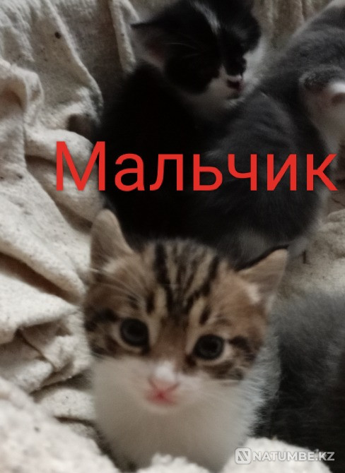Отдам котят в хорошие добрие ручки Алматы - изображение 3