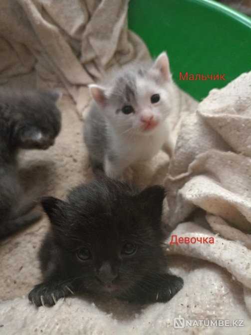 Отдам котят в хорошие добрие ручки Алматы - изображение 8