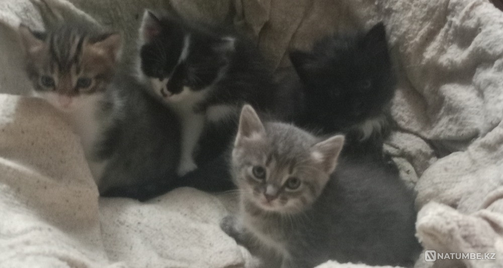 Отдам котят в хорошие добрие ручки Алматы - изображение 4