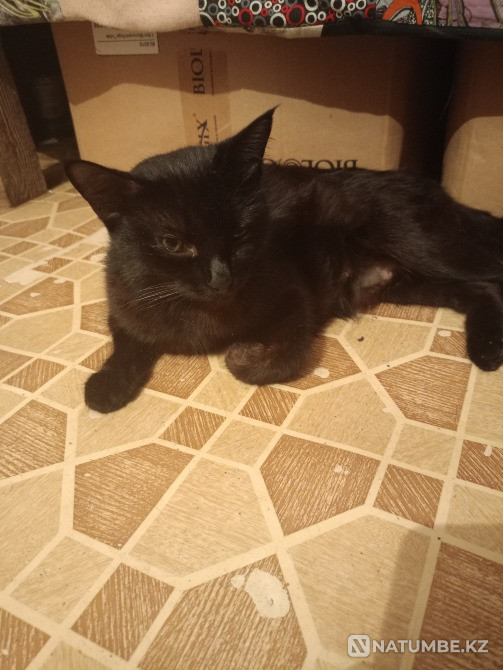 Отдам котят в хорошие добрие ручки Алматы - изображение 1