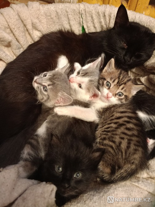 Отдам котят в хорошие добрие ручки Алматы - изображение 6