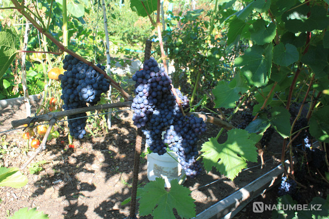 Selling grape seedlings Petropavlovsk - photo 4