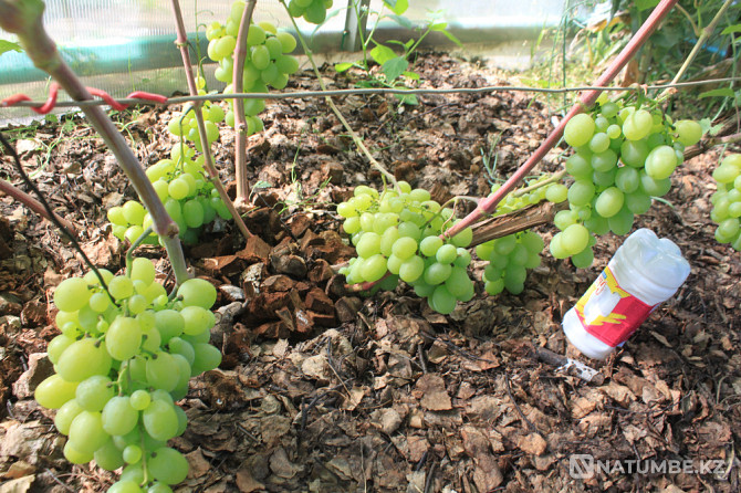 Selling grape seedlings Petropavlovsk - photo 5