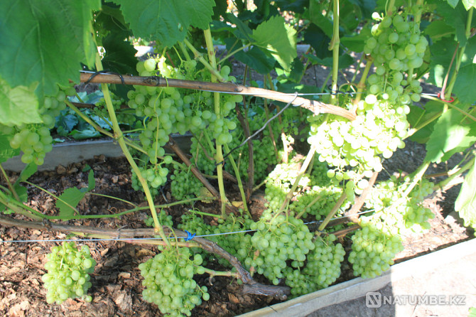 Selling grape seedlings Petropavlovsk - photo 2