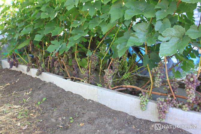 Selling grape seedlings Petropavlovsk - photo 3