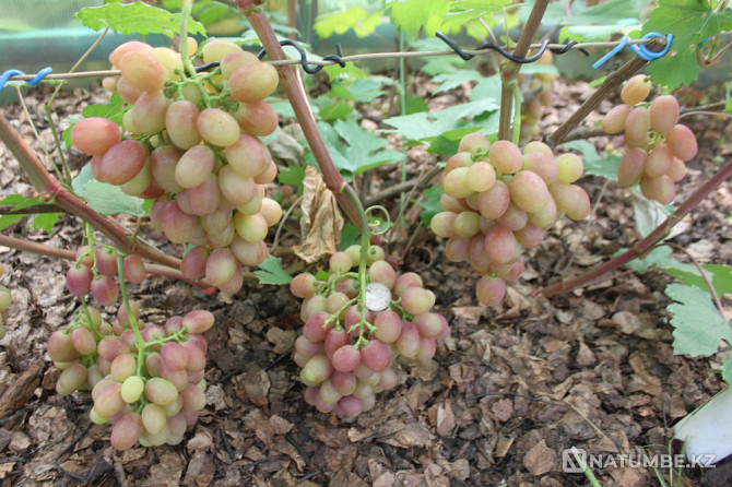 Selling grape seedlings Petropavlovsk - photo 1