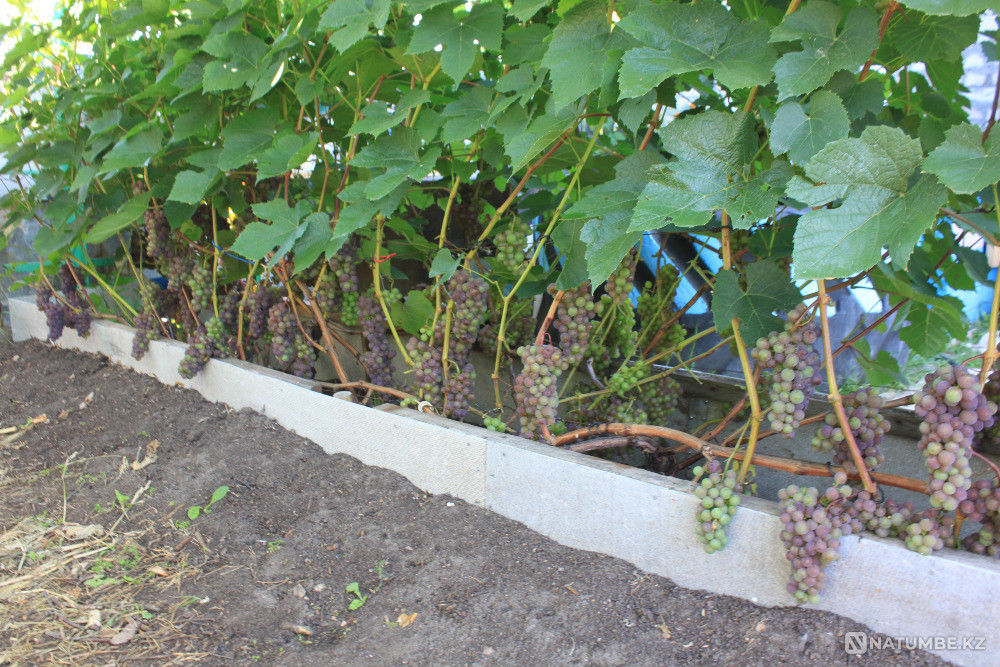 Продам саженцы винограда Петропавловск - изображение 3