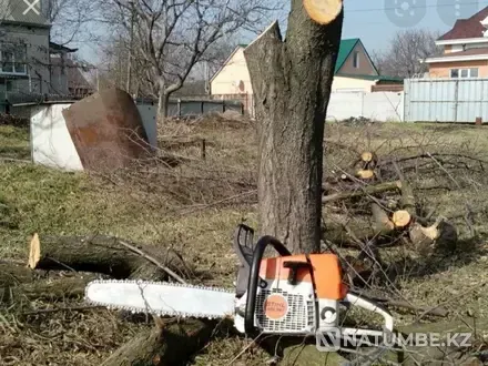 We cut trees for free Taraz - photo 1