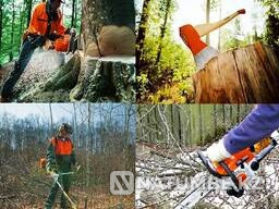 Ағаштарды тегін кесеміз  Тараз  - изображение 3