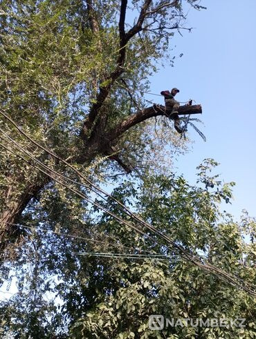 Ағаштарды тегін кесеміз  Тараз  - изображение 2