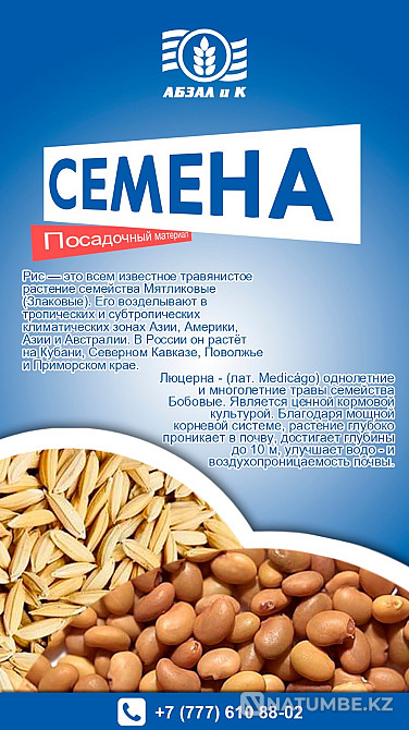 Rice and alfalfa seeds Kyzylorda - photo 1
