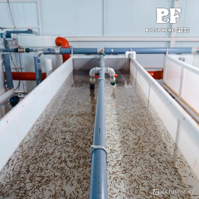 Малек, мальки, сеголетки радужной форели Астана - изображение 2