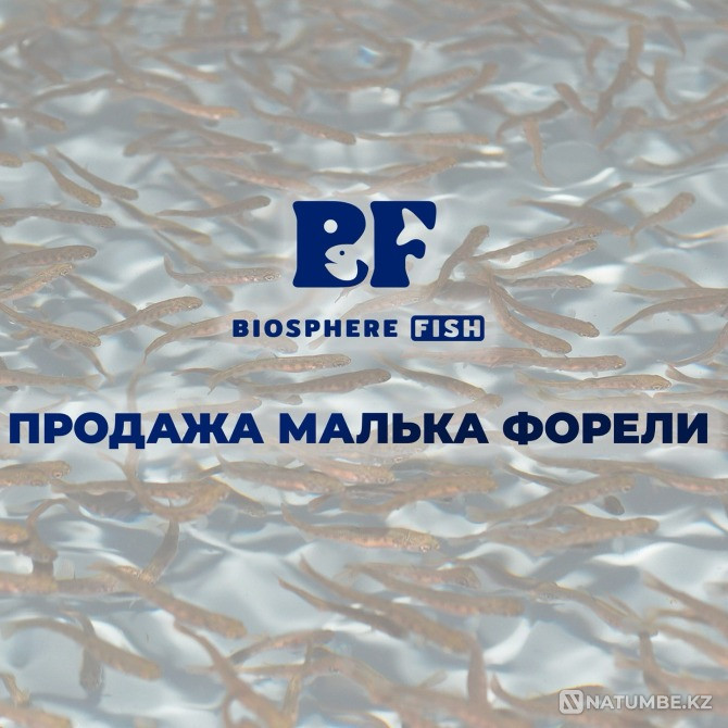 Малек, мальки, сеголетки радужной форели Астана - изображение 1