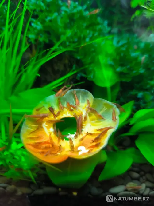 Продаются аквариумные креветки Алматы - изображение 3