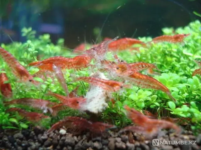 Продаются аквариумные креветки Алматы - изображение 2