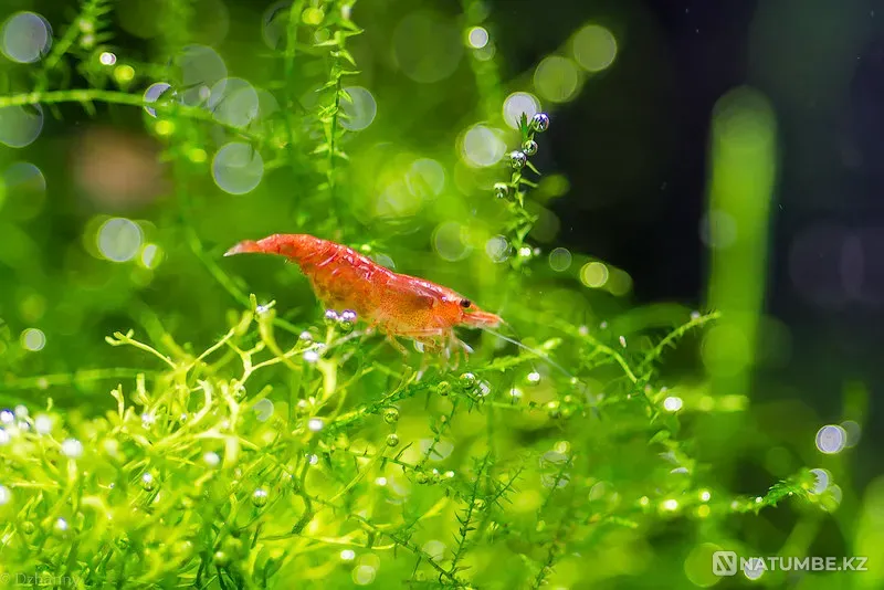 Продаются аквариумные креветки Алматы - изображение 1