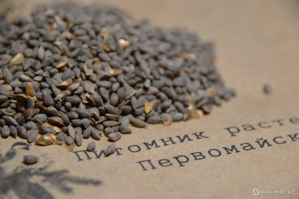 Blue Spruce Seeds Astana - photo 1