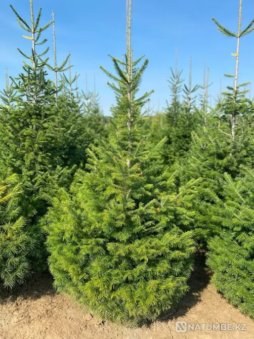 Семена пихты сибирской (Abies sibirica Астана - изображение 1