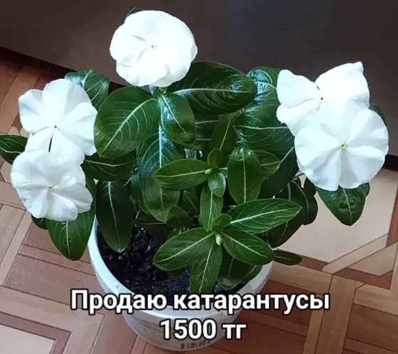 Катарантусы продаю  Қарағанды