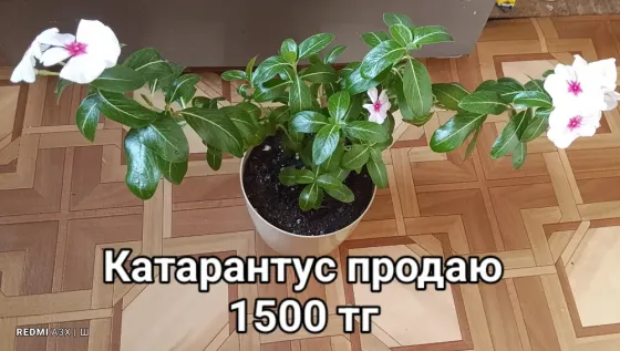 Катарантусы продаю  Қарағанды