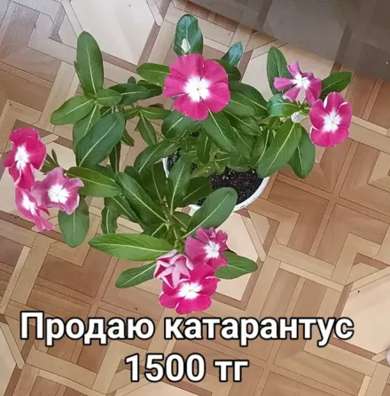 Катарантусы продаю  Қарағанды