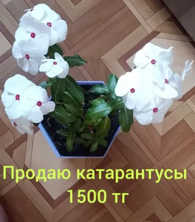 Катарантусы продаю  Қарағанды