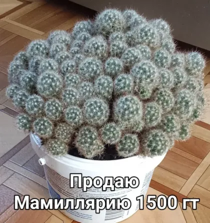 Кактус мамиллярию продаю  Қарағанды