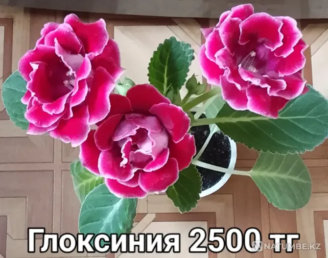 Глоксинии продаю Караганда - изображение 1