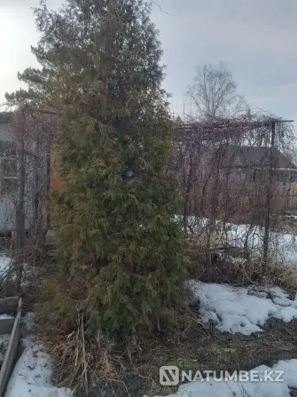 Продам дачный участок в с/о "Черемушки Петропавловск - изображение 1