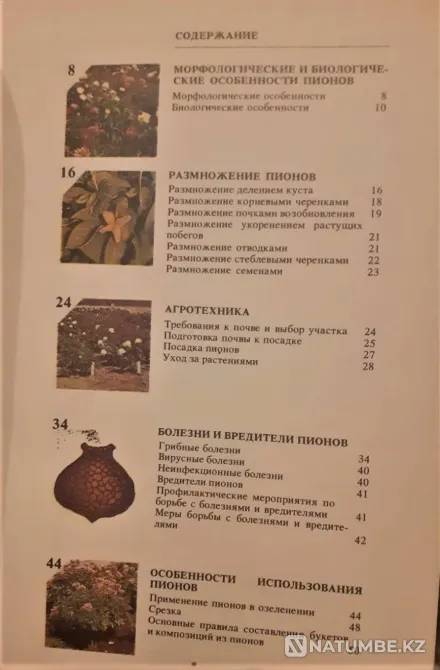 Пионы, альбом-справочник, Ипполитова, 19 Костанай - изображение 3