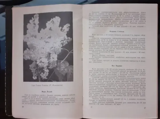 Сирень" Громов А. 1963г. Малый тираж Костанай
