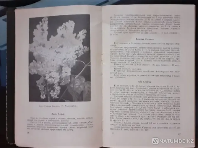 Сирень" Громов А. 1963г. Малый тираж Костанай - изображение 3