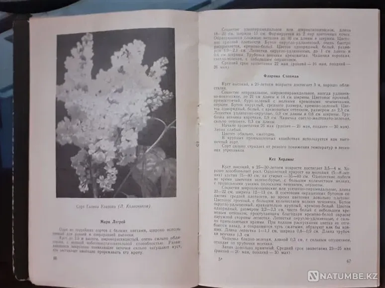 Сирень" Громов А. 1963г. Малый тираж Костанай - изображение 3
