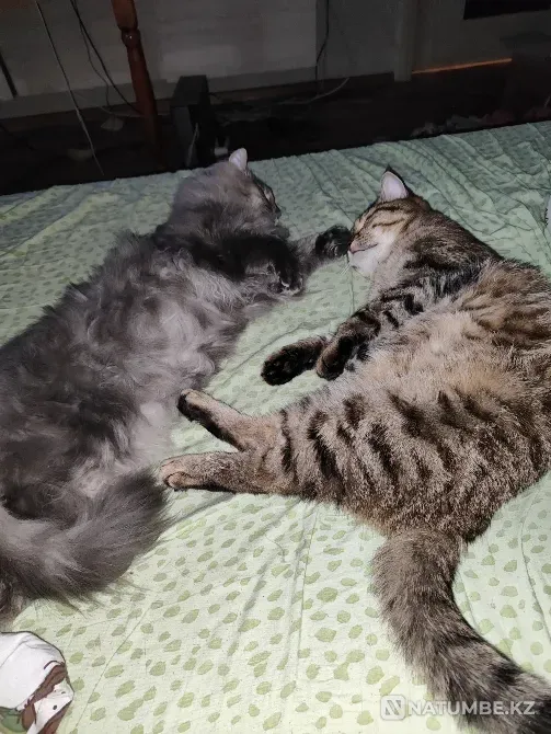 Отдам котов в добрые руки Алматы - изображение 1