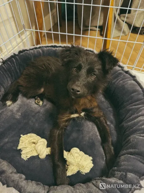 Отбасы іздейді  Алматы - изображение 2