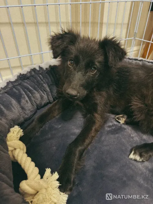 Отбасы іздейді  Алматы - изображение 1