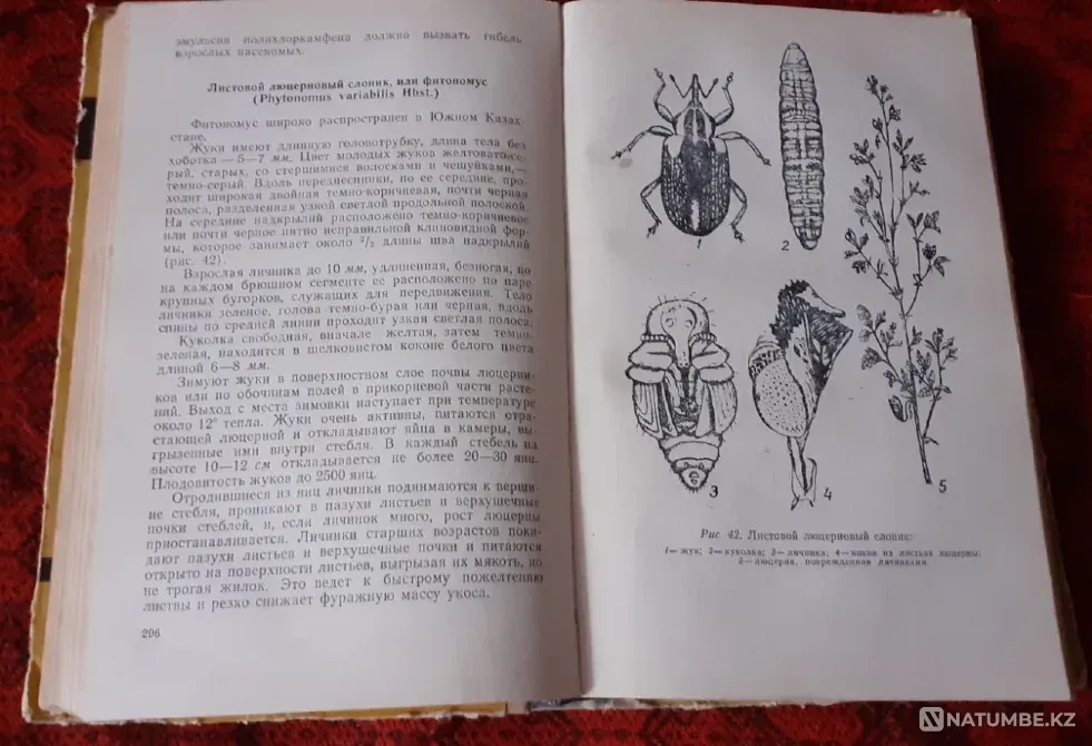 Справочник по борьбе с вредителями сельс Костанай - изображение 5
