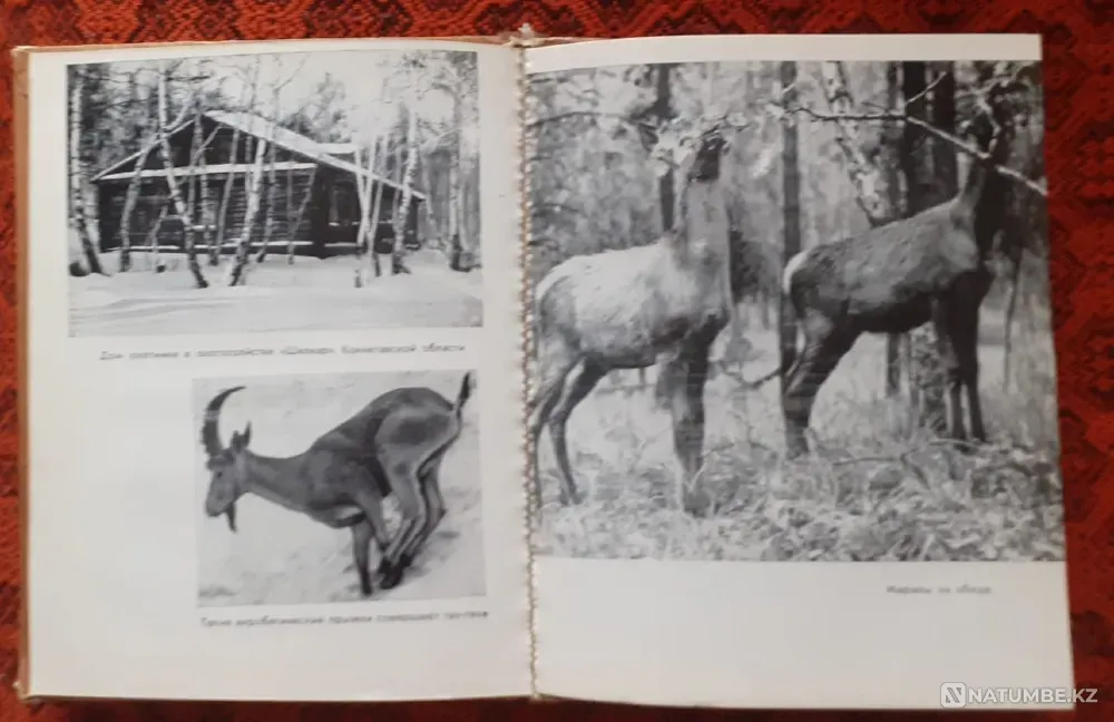 Book Hunting grounds of Kazakhstan. 1977 Kostanay - photo 4