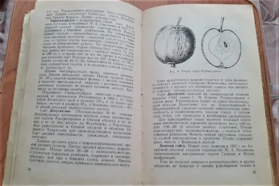 Гудзенко А.А. Сады на целине. 1965г  Қостанай 