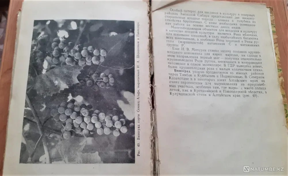 Gudzenko A.A. Gardens on virgin lands. 1965 Kostanay - photo 4