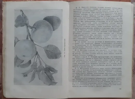 Плодово-ягодный сад и питомник 1953 г Костанай