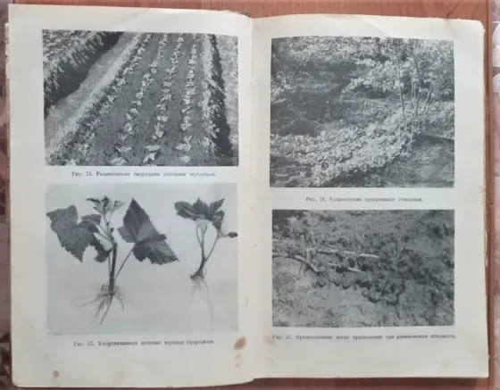 Плодово-ягодный сад и питомник 1953 г Костанай